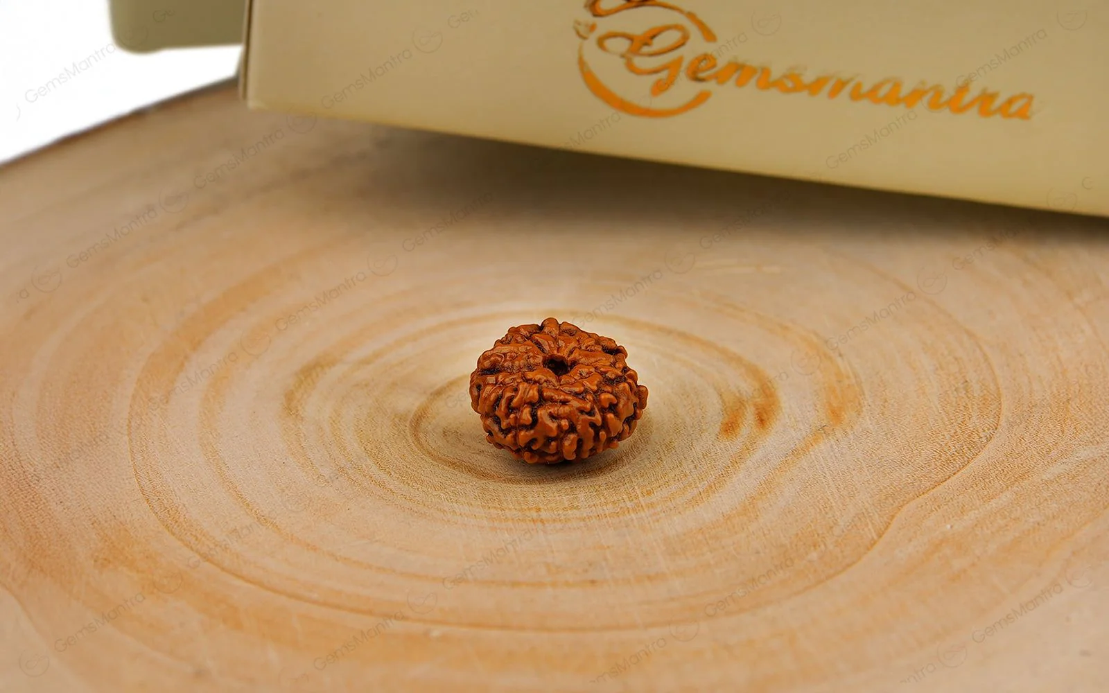 Natural 10 Mukhi Rudraksha (Indo) - Image 4