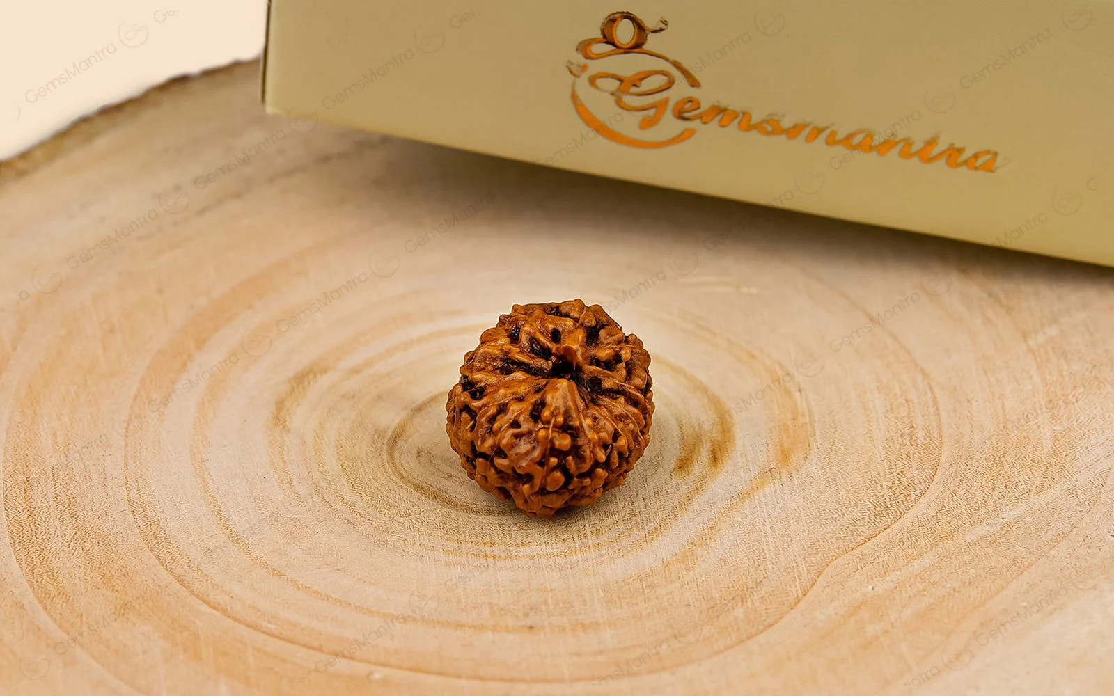 Natural 12 Mukhi Rudraksha (Indo) - Image 4