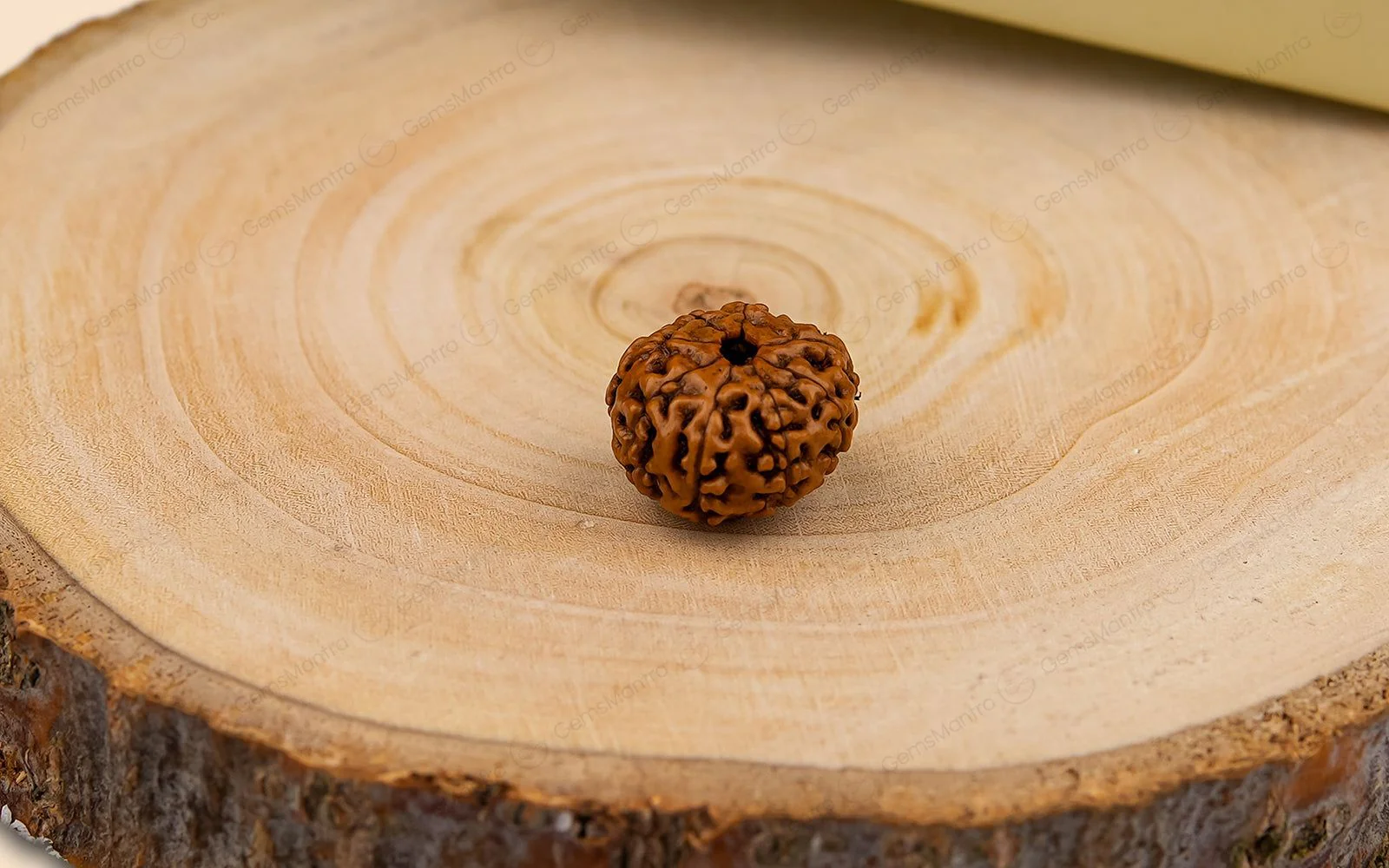 Natural 8 Mukhi Rudraksha (Indo) - Image 14