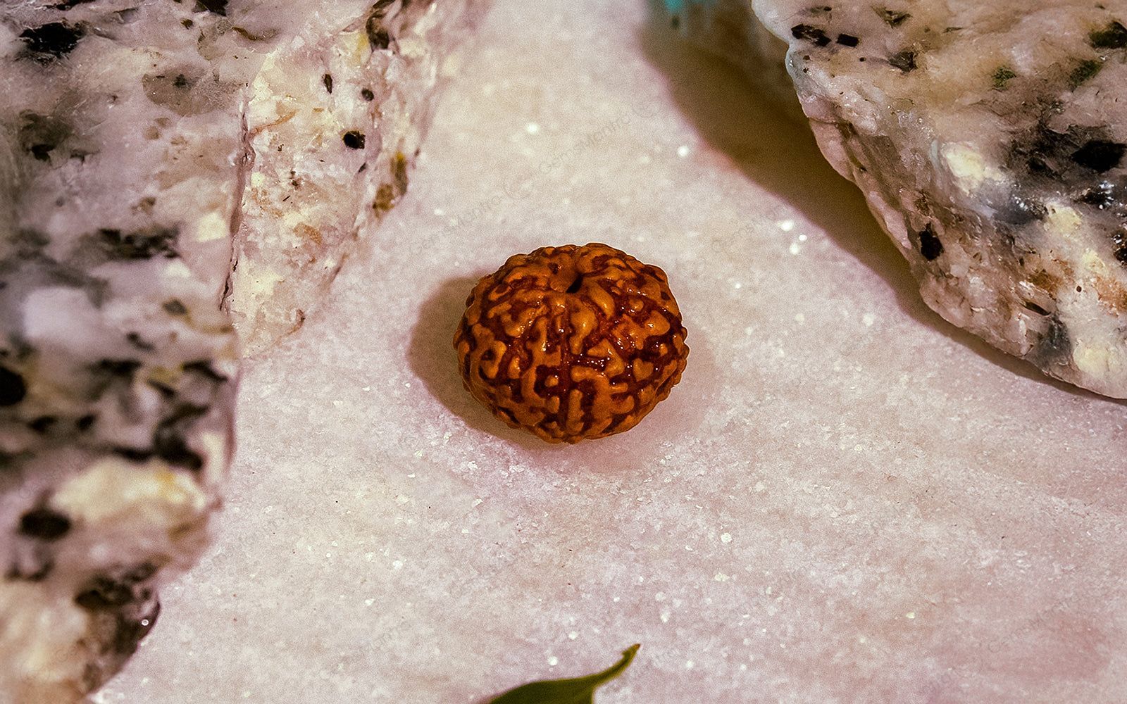 Natural 9 Mukhi Rudraksha (Indo) - Image 4